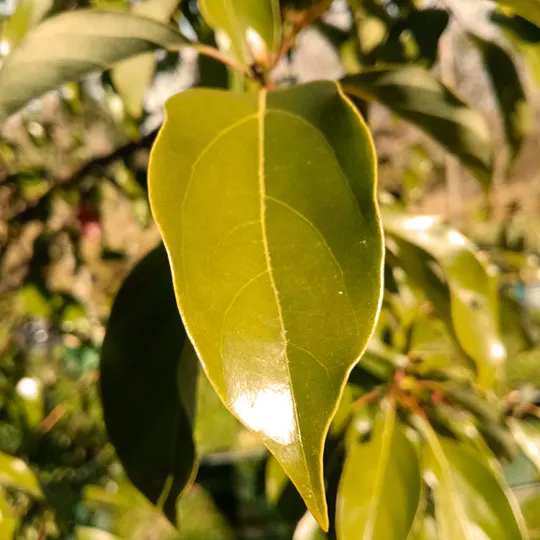 Alcanfor