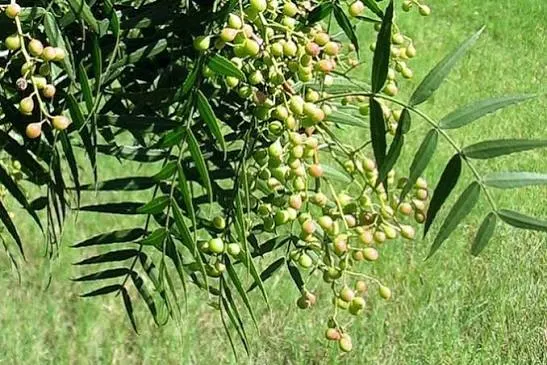 Anacahuita Chica