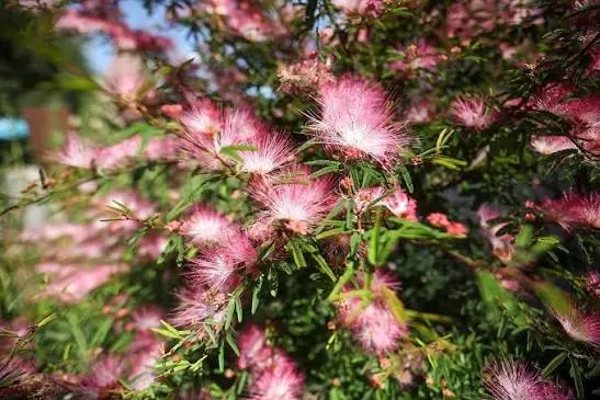 Caliandra