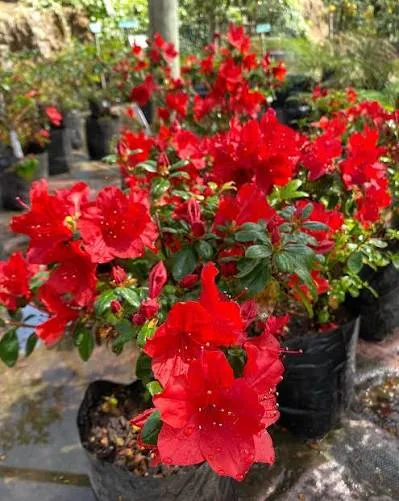 Azalea De Jardín