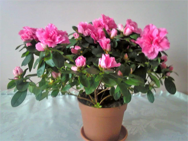 Azalea Enana