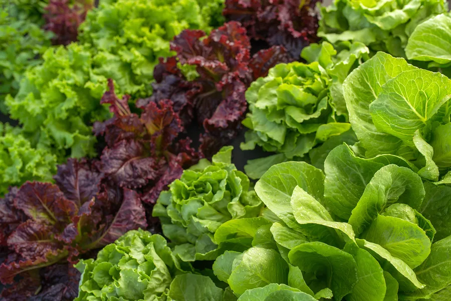 Lechuga