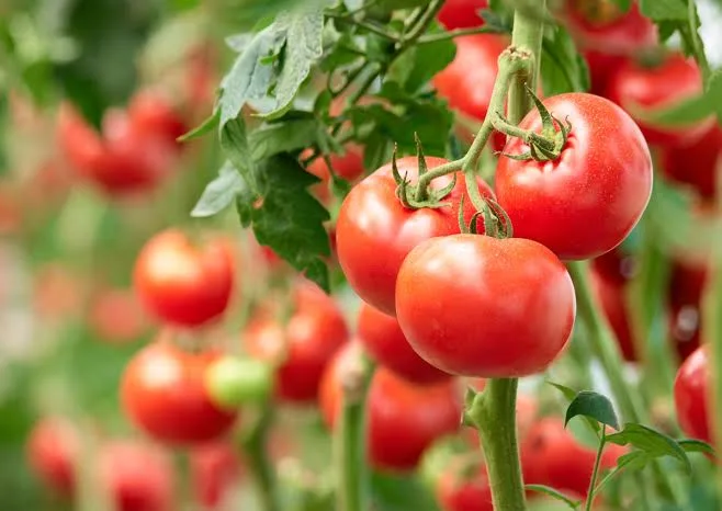 Tomate