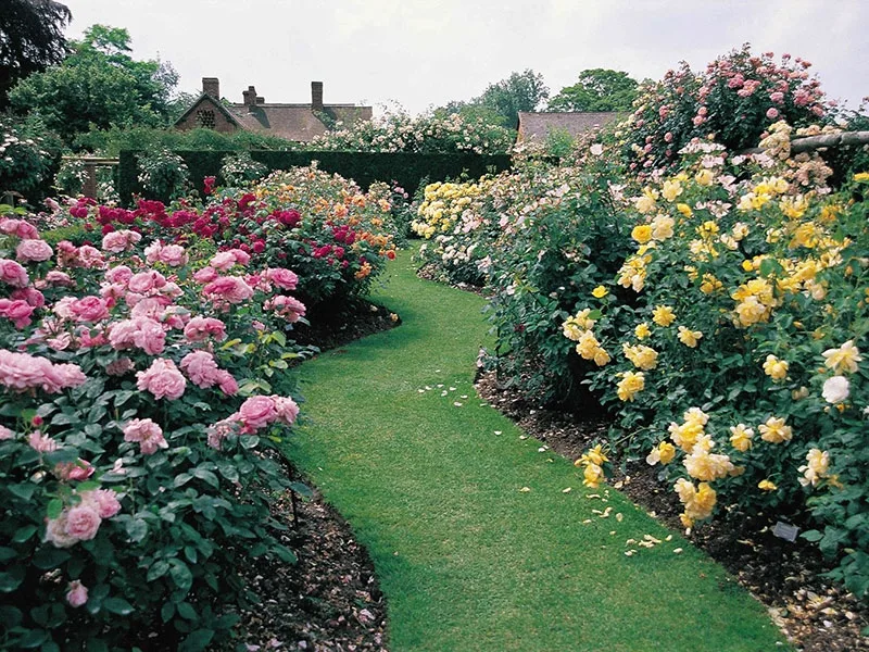Camino de jardín entre canteros de rosas de distintos colores
