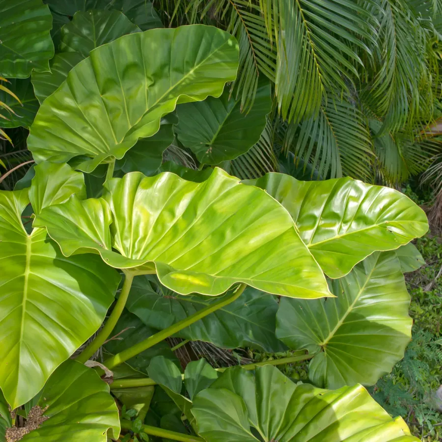 Alocasia oreja de elefante