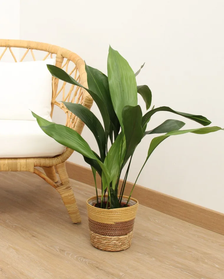 Aspidistra verde