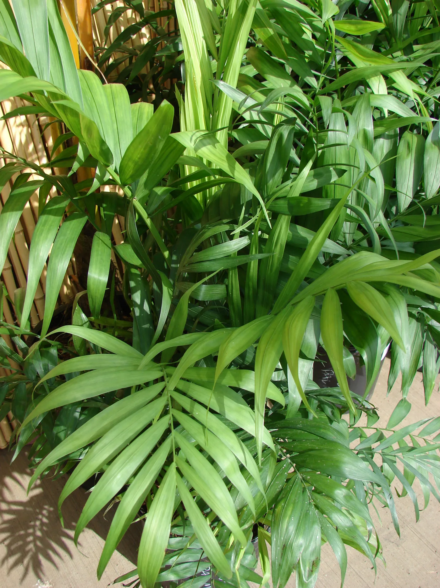 Chamaedorea