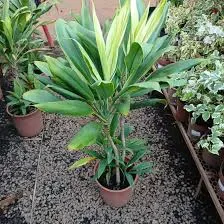 Dracena alba