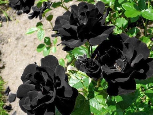 Rosa Negra – Vivero Los Cerezos